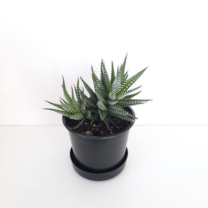 Howorthia Fasciata / Zebra Plant