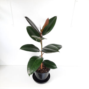 Ficus Elastica Robusta / Rubber Plant - single stem plant