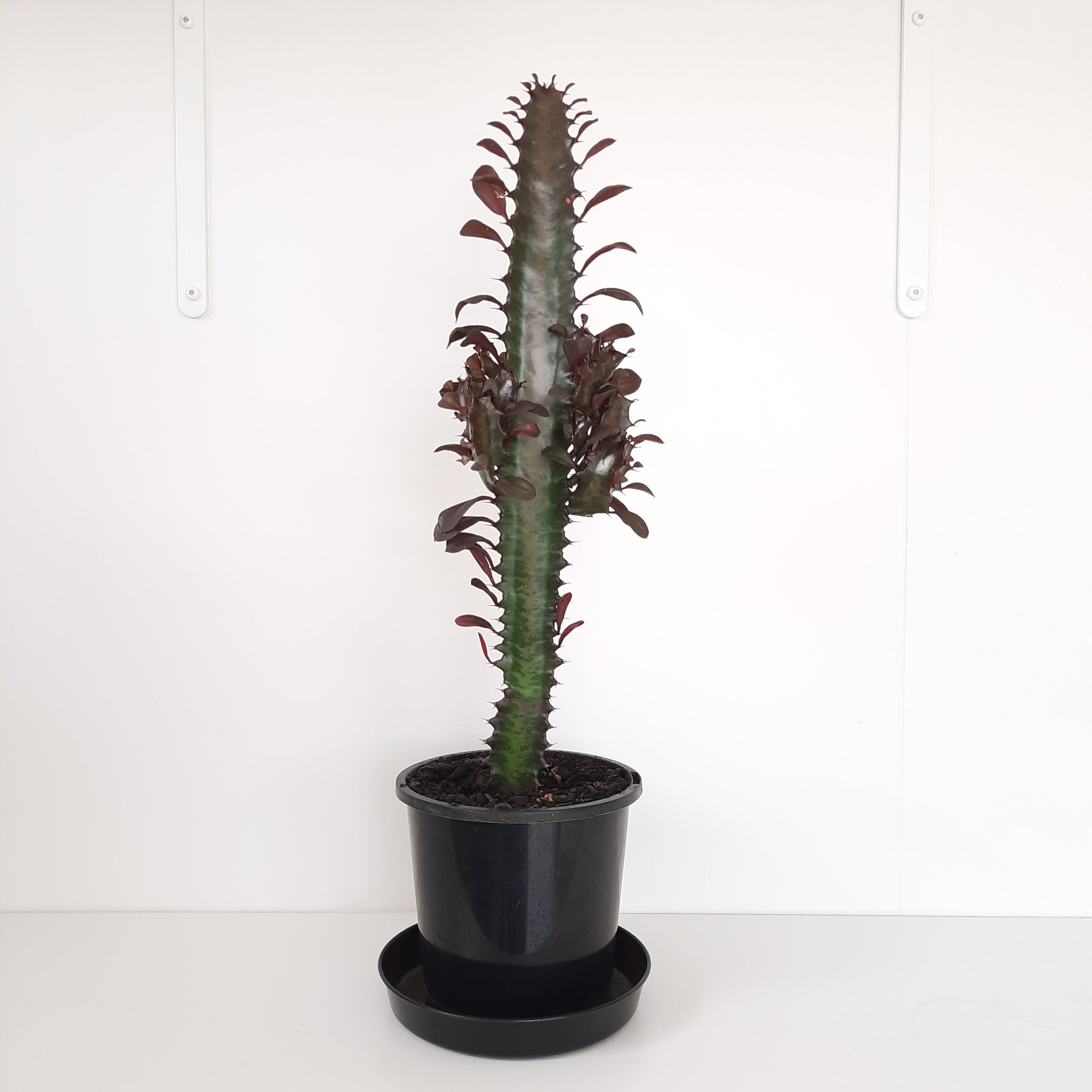 Euphorbia Trigona - Purpurea