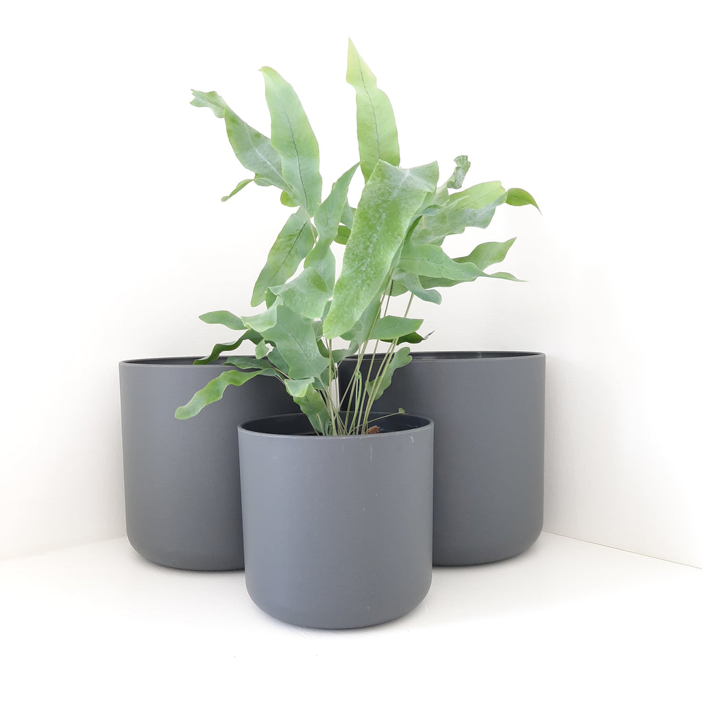 Elho B for Soft anthracite / dark grey cover pots