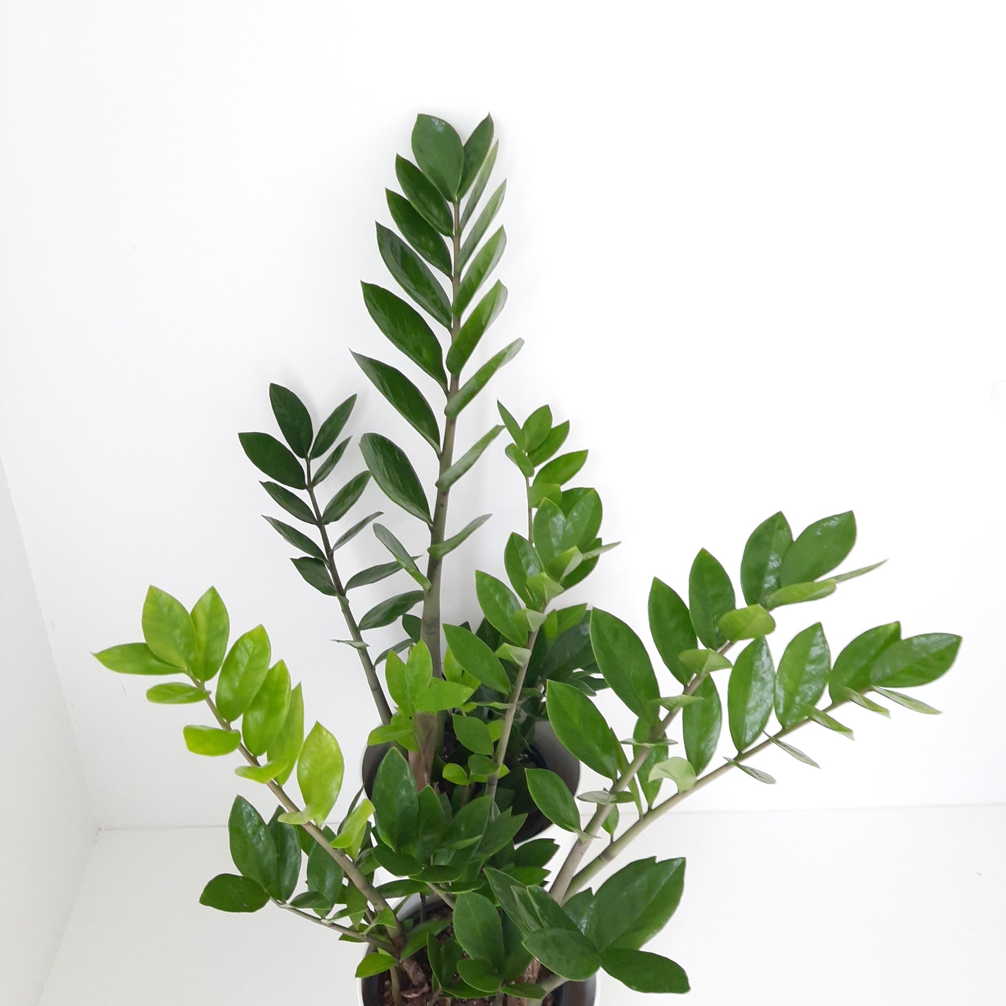buy zz plant nz ZZ Plant