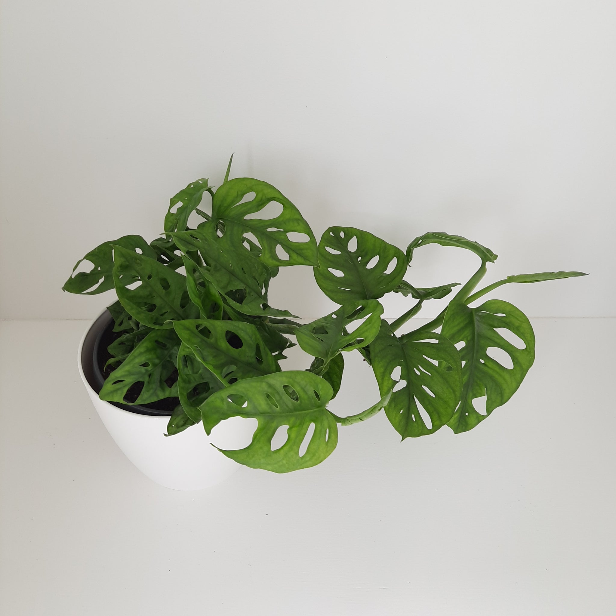 Monstera Monkey Mask