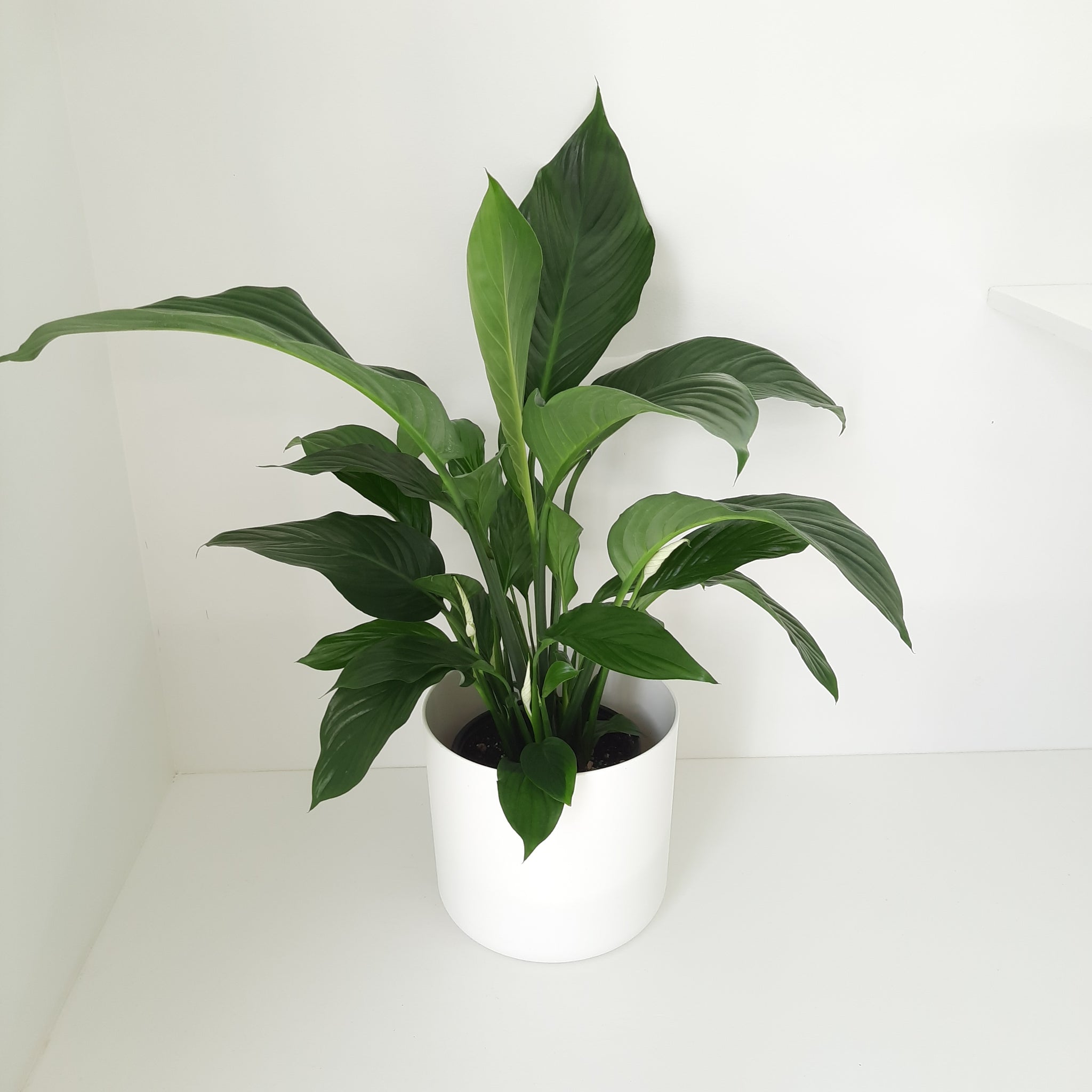 Spathiphyllum Silvana