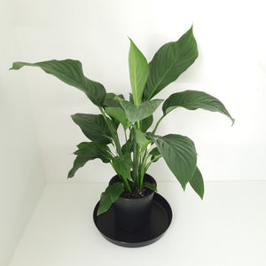 Spathiphyllum Silvana