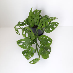 Monstera Monkey Mask