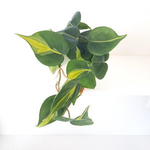 Philodendron Brasil