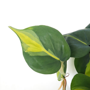 Philodendron Brasil