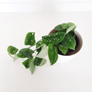 Scindapsus Epipremnum Pictus / Satin Pothos