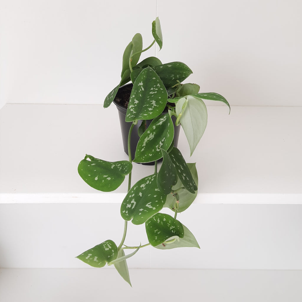 Scindapsus Epipremnum Pictus / Satin Pothos