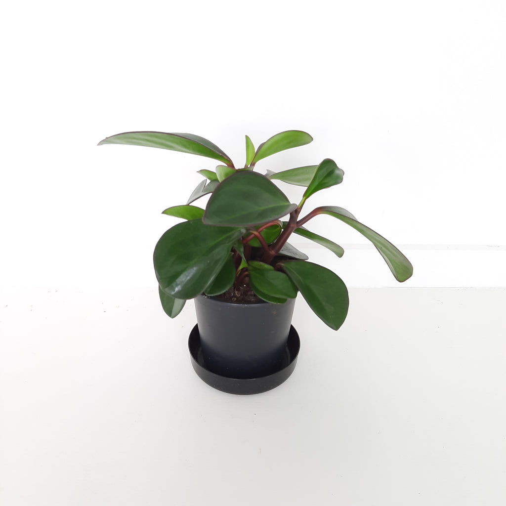 Peperomia Emerald