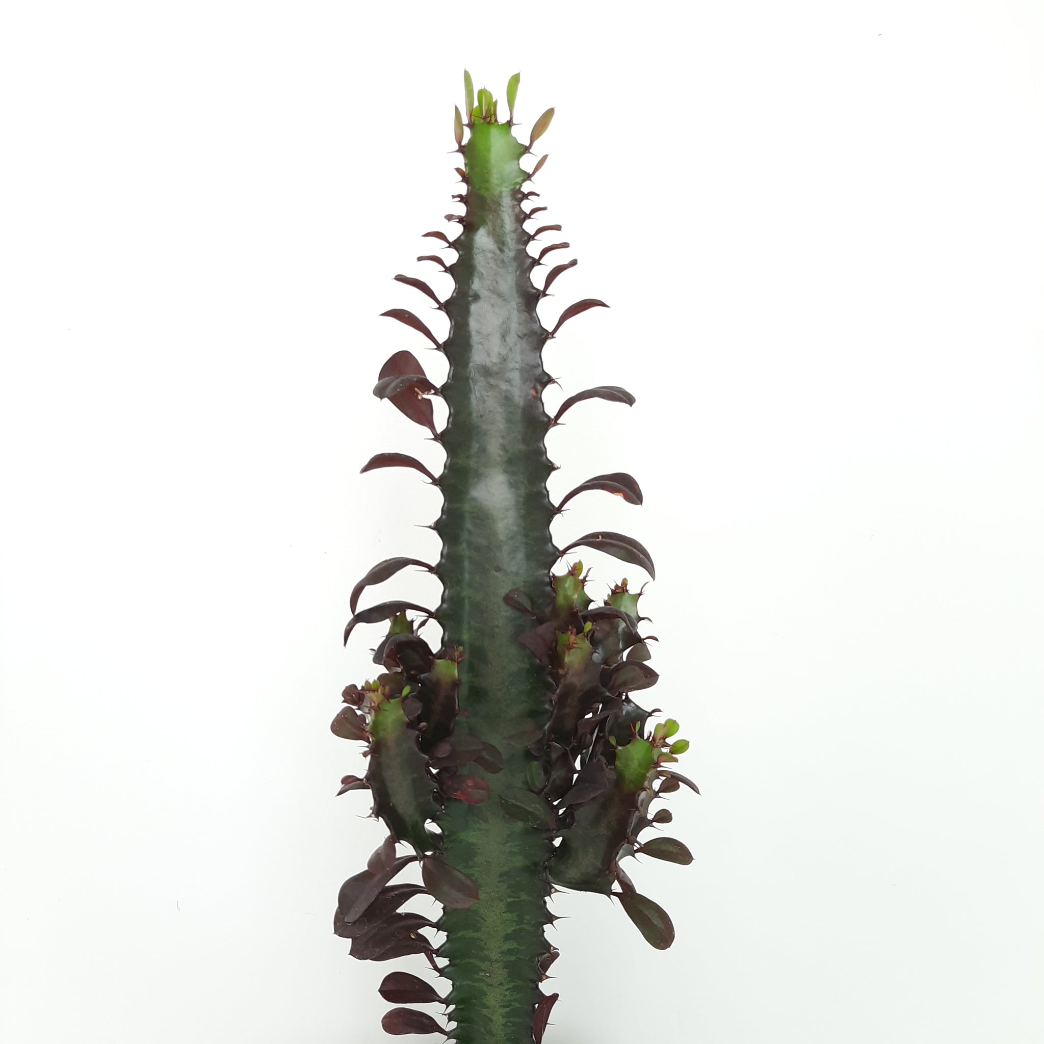 Euphorbia Trigona - Purpurea