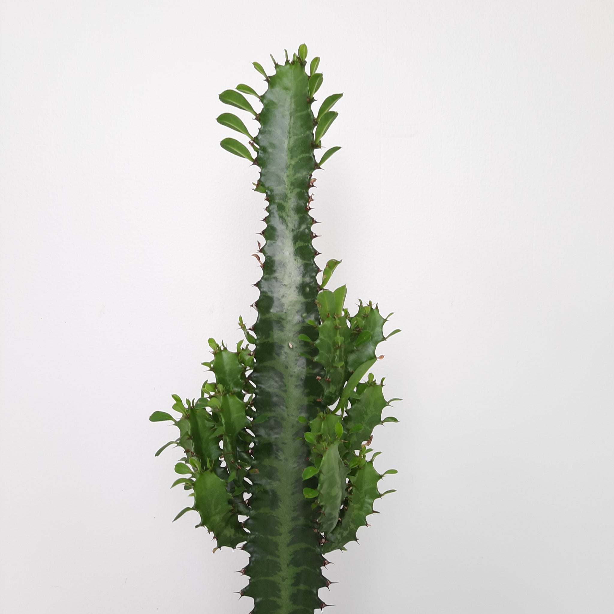 Euphorbia Trigona - Green