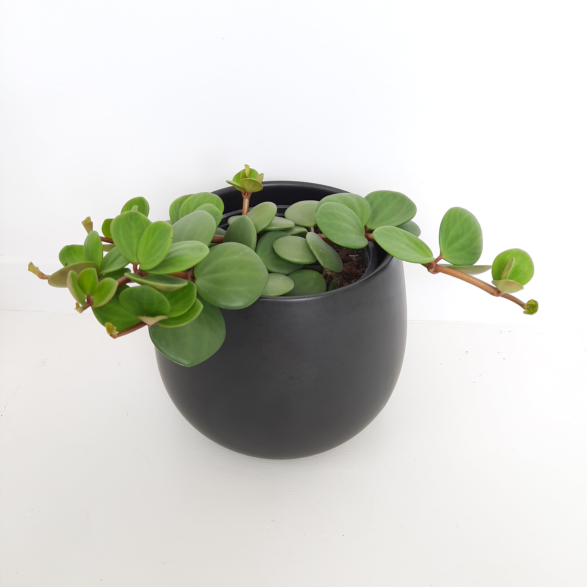 Peperomia Hope / Tetraphylla