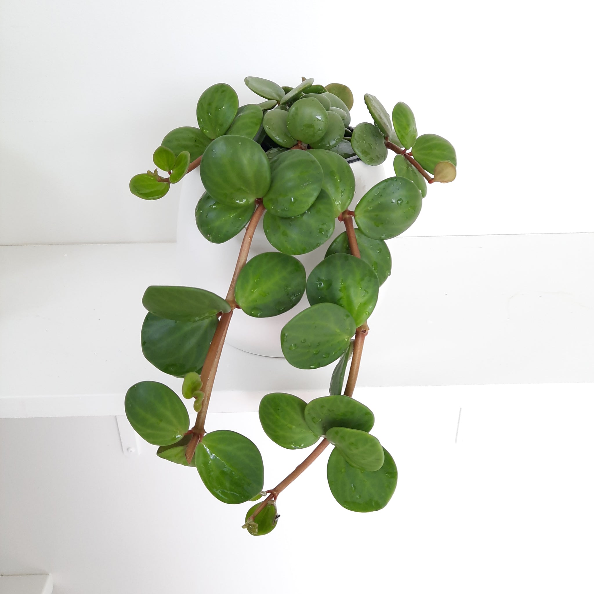 Peperomia Hope / Tetraphylla