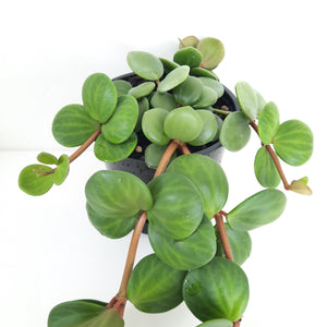 Peperomia Hope / Tetraphylla