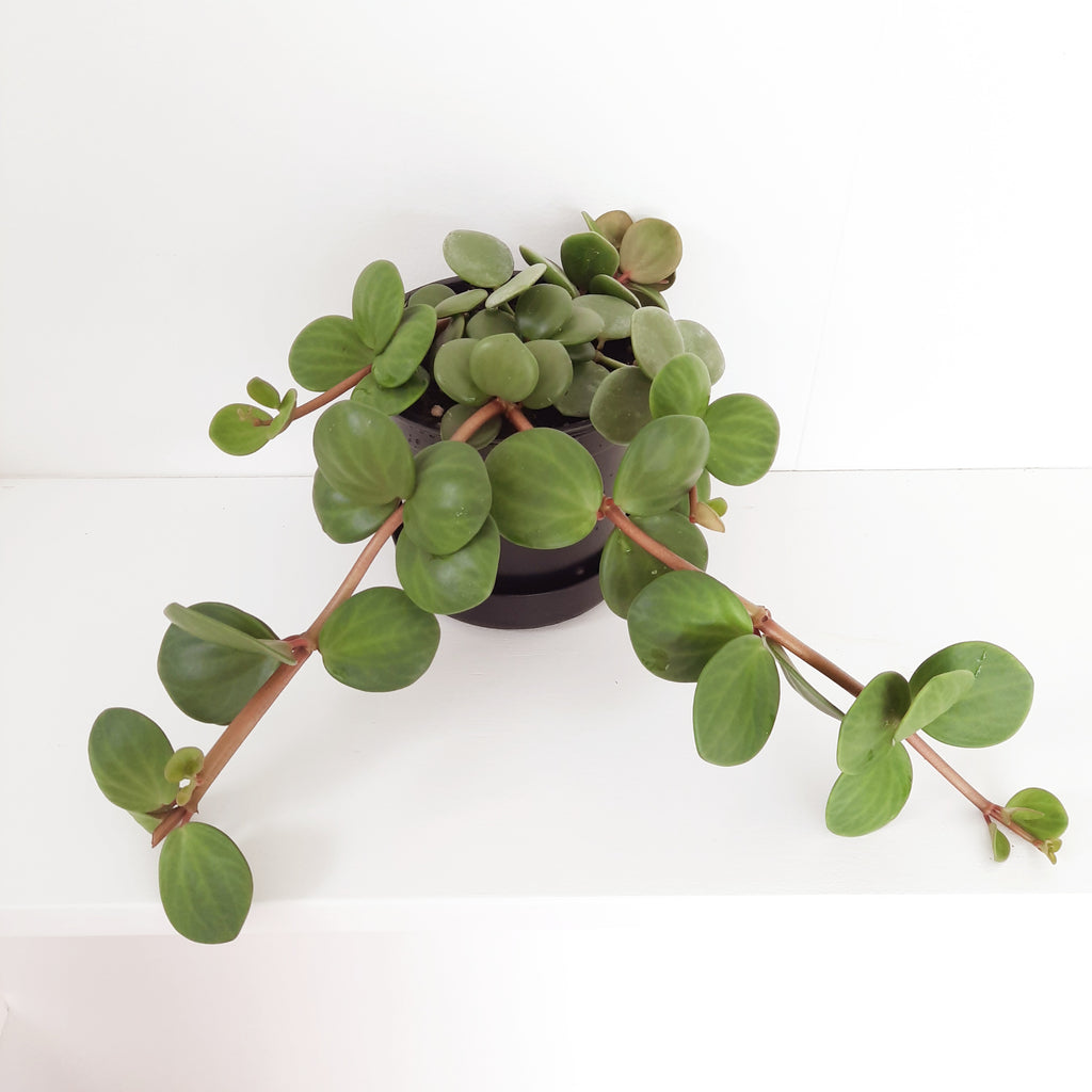 Peperomia Hope / Tetraphylla