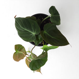 Philodendron Micans