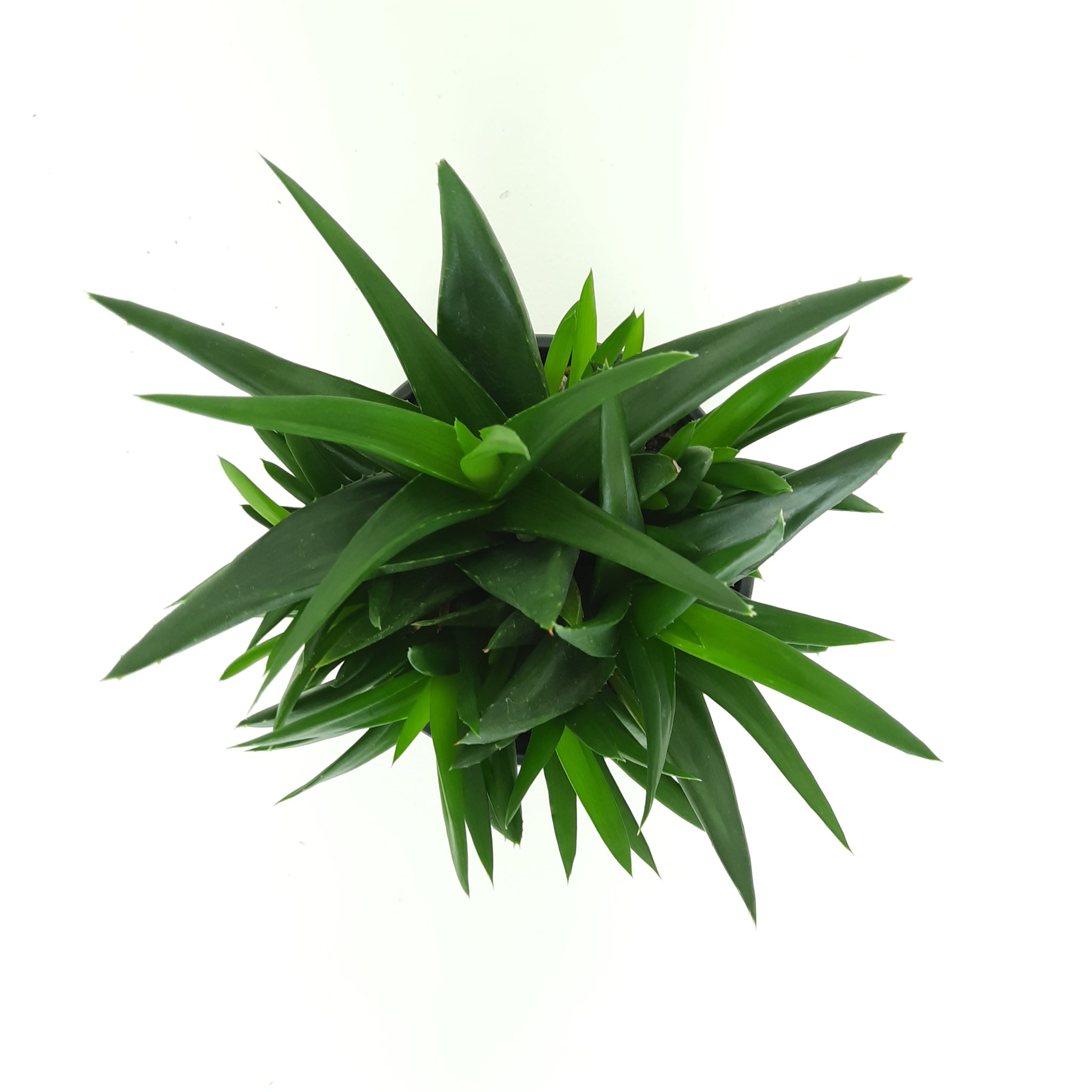 Aloe Black Gem