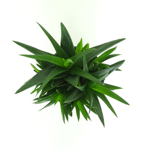 Aloe Black Gem