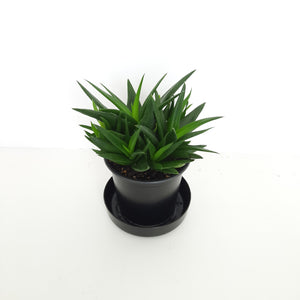 Aloe Black Gem