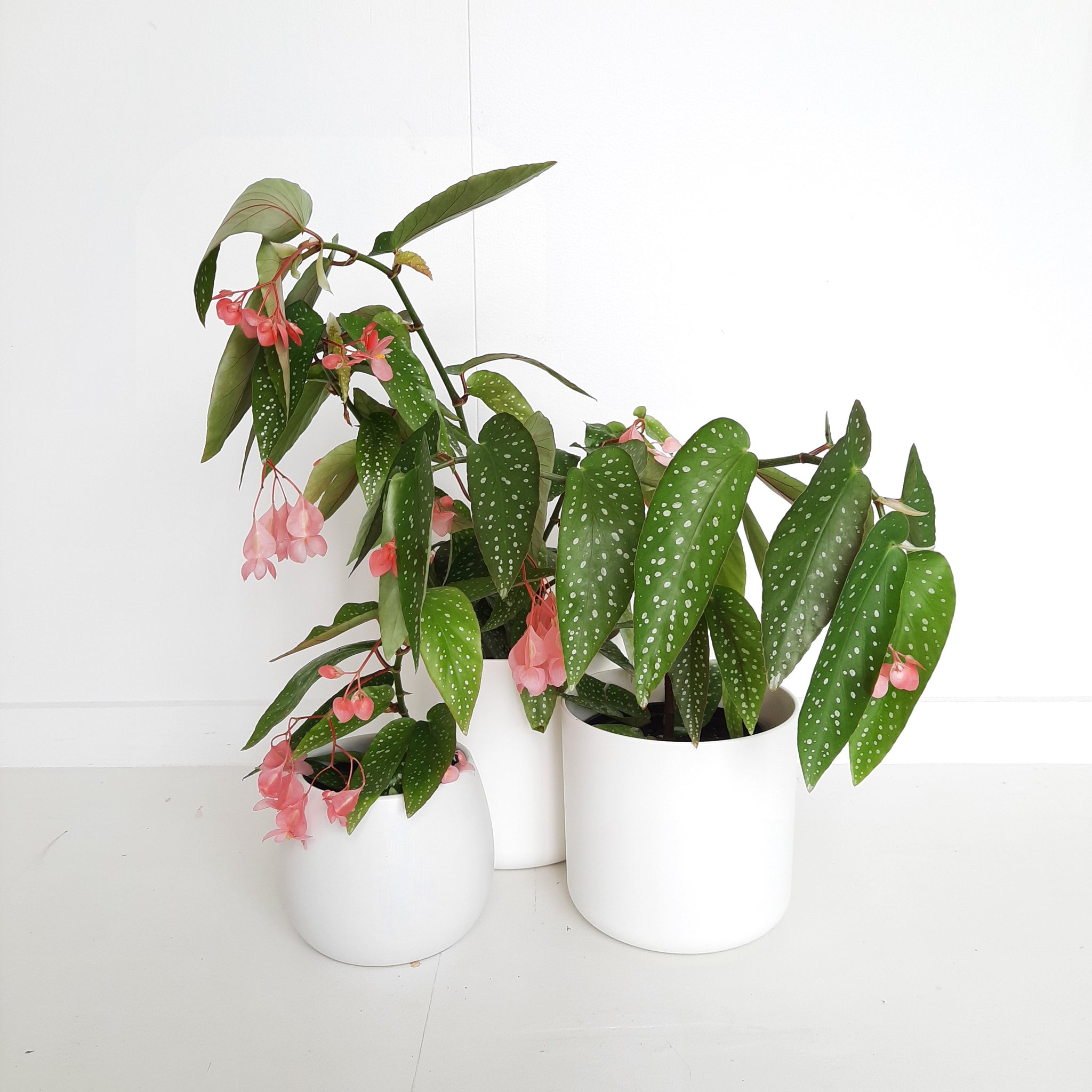 Begonia Angel Wings