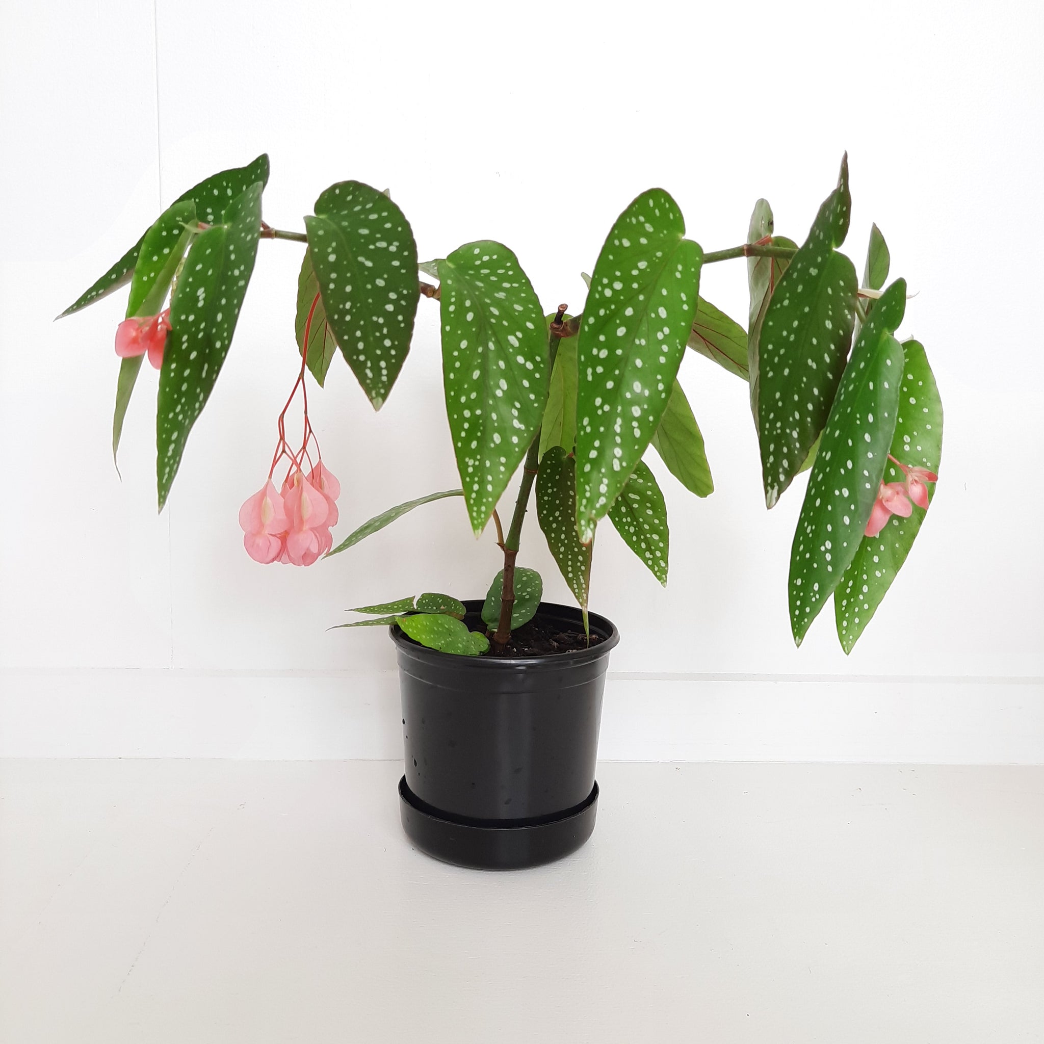 Begonia Angel Wings