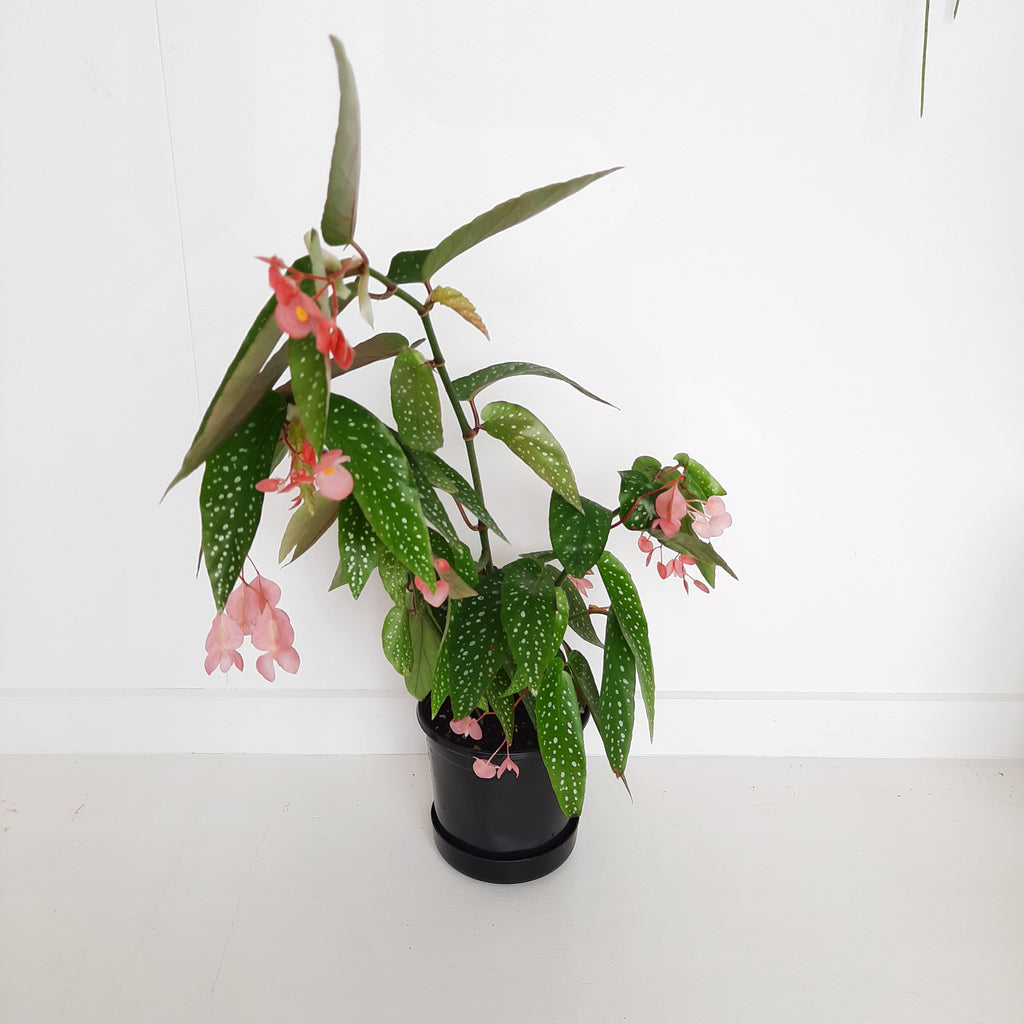 Begonia Angel Wings