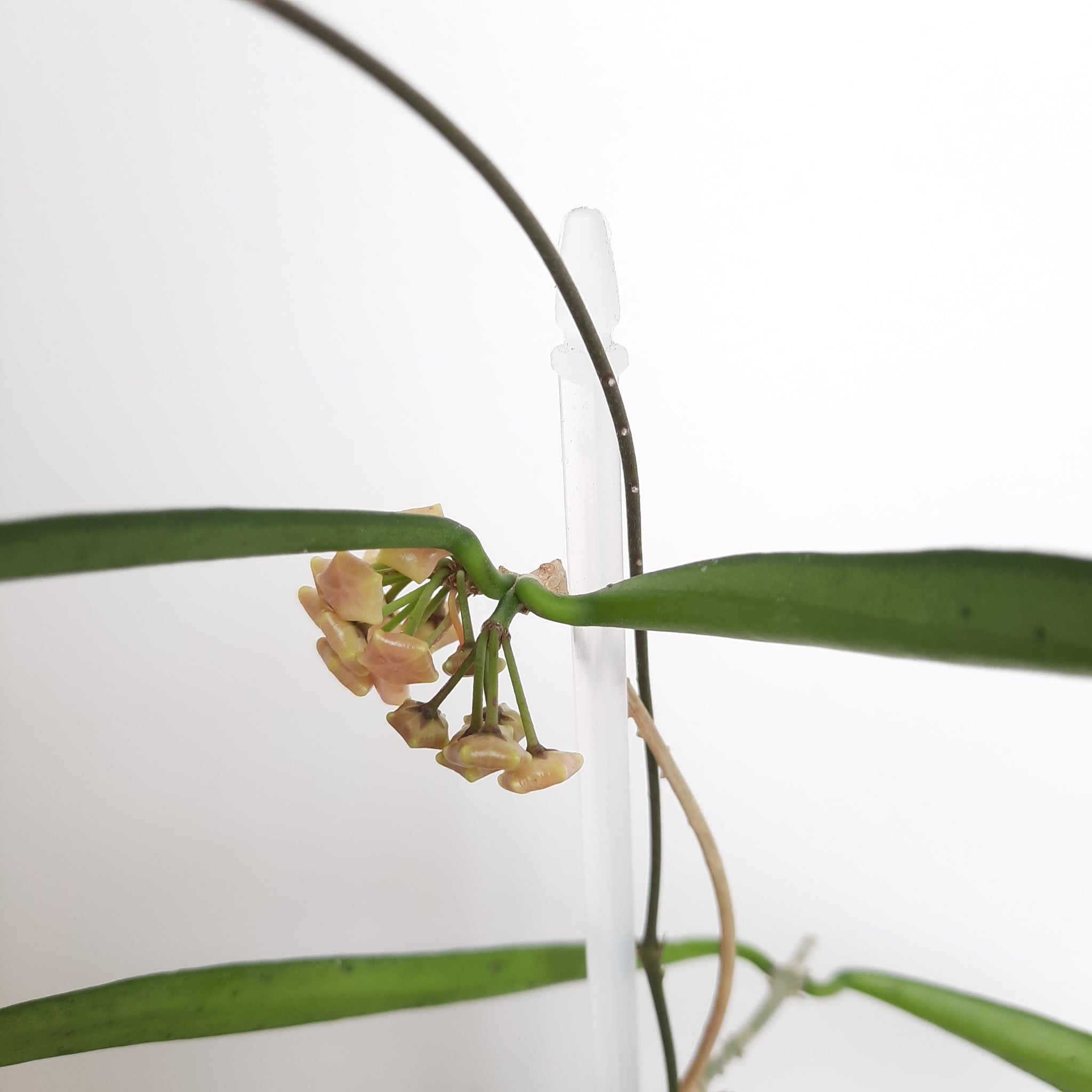 Hoya Shepherdii