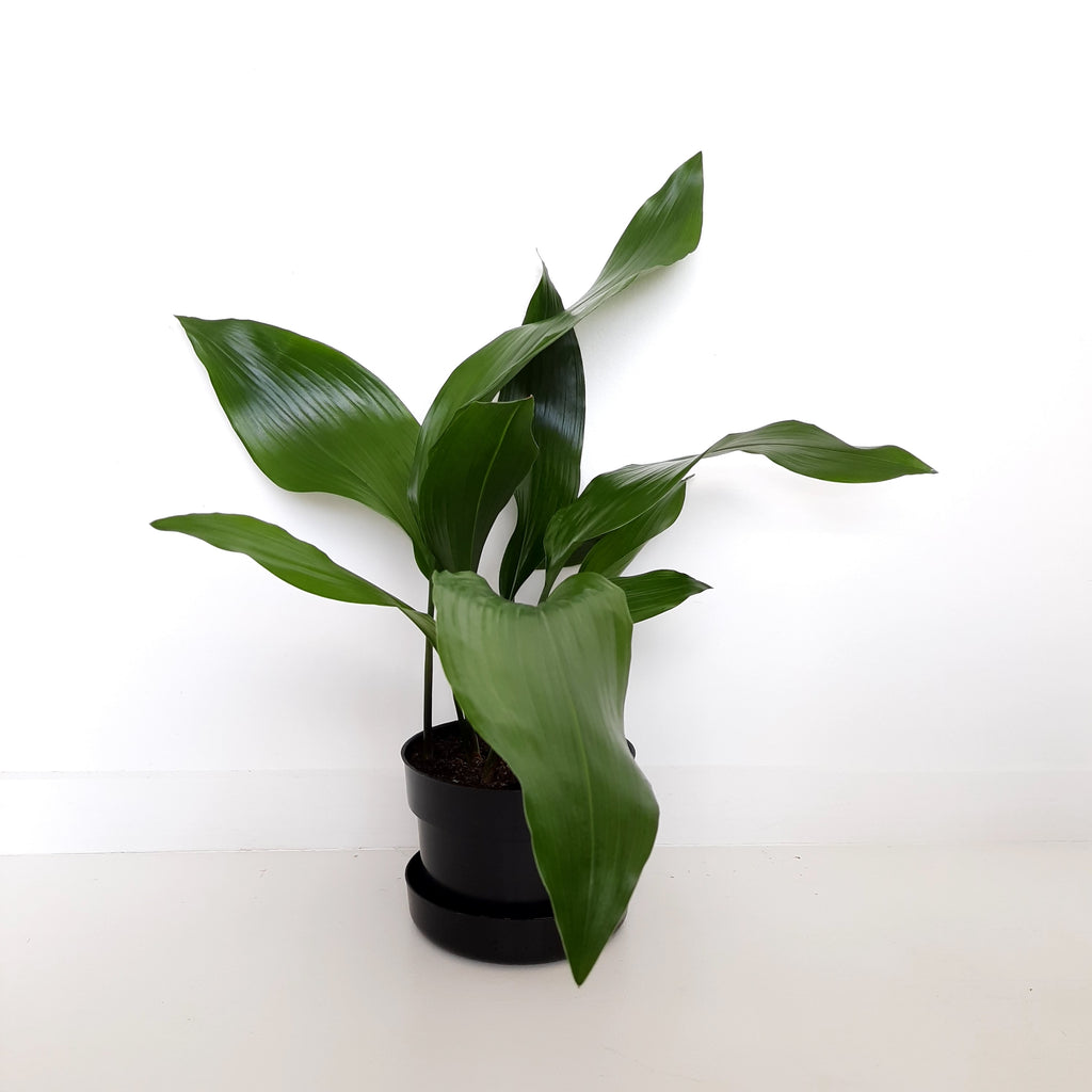 Aspidistra Zebra / Cast Iron Plant