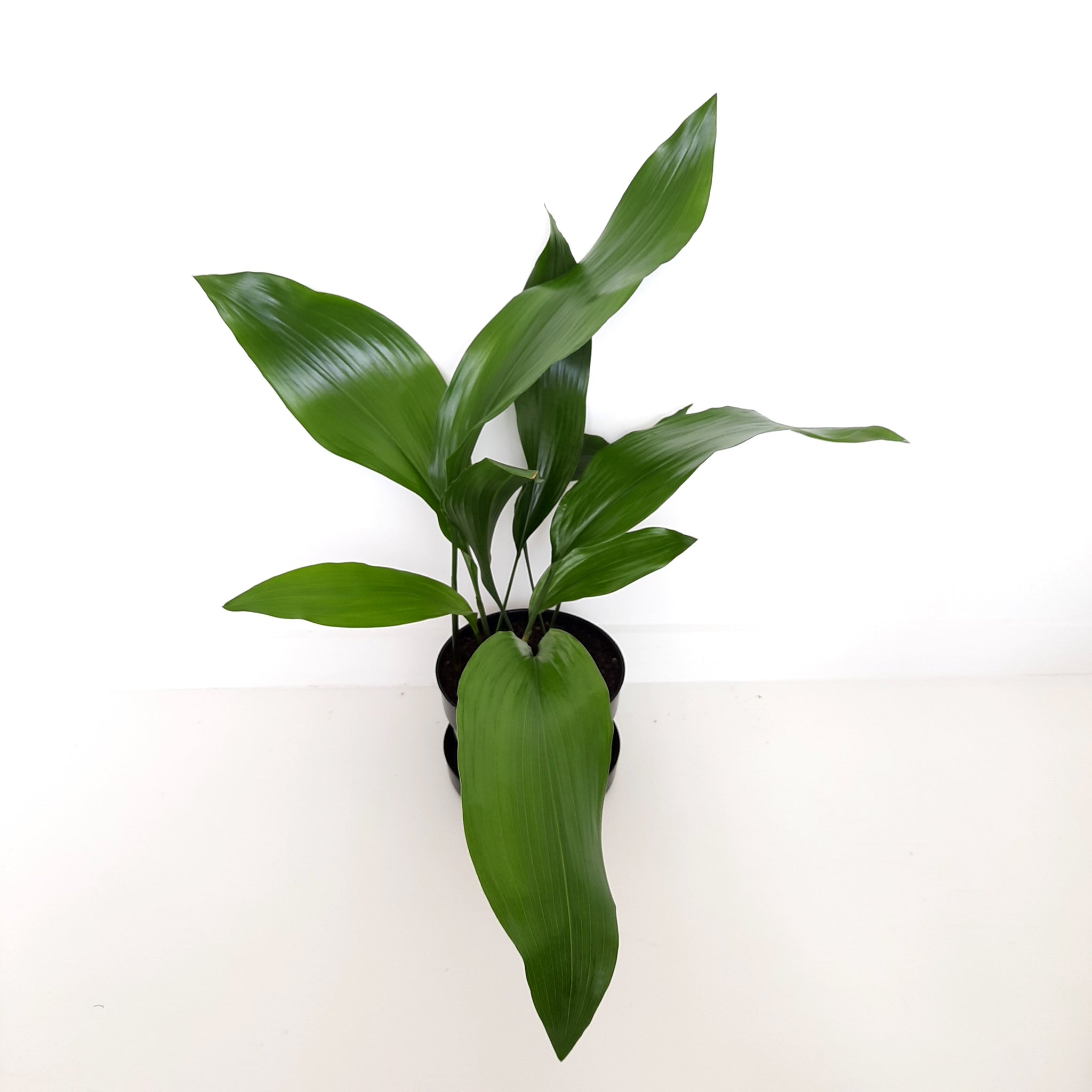 Aspidistra Zebra / Cast Iron Plant