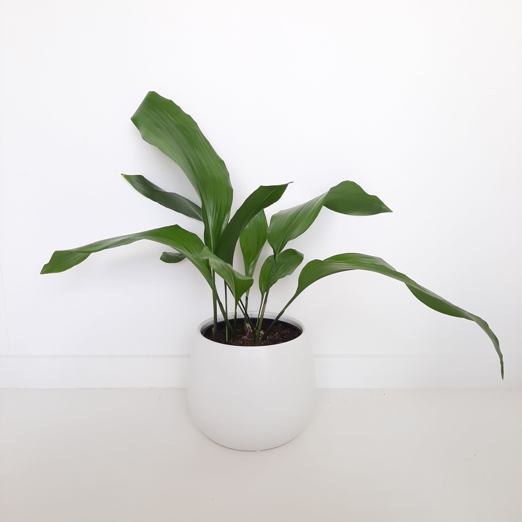 Aspidistra Zebra / Cast Iron Plant