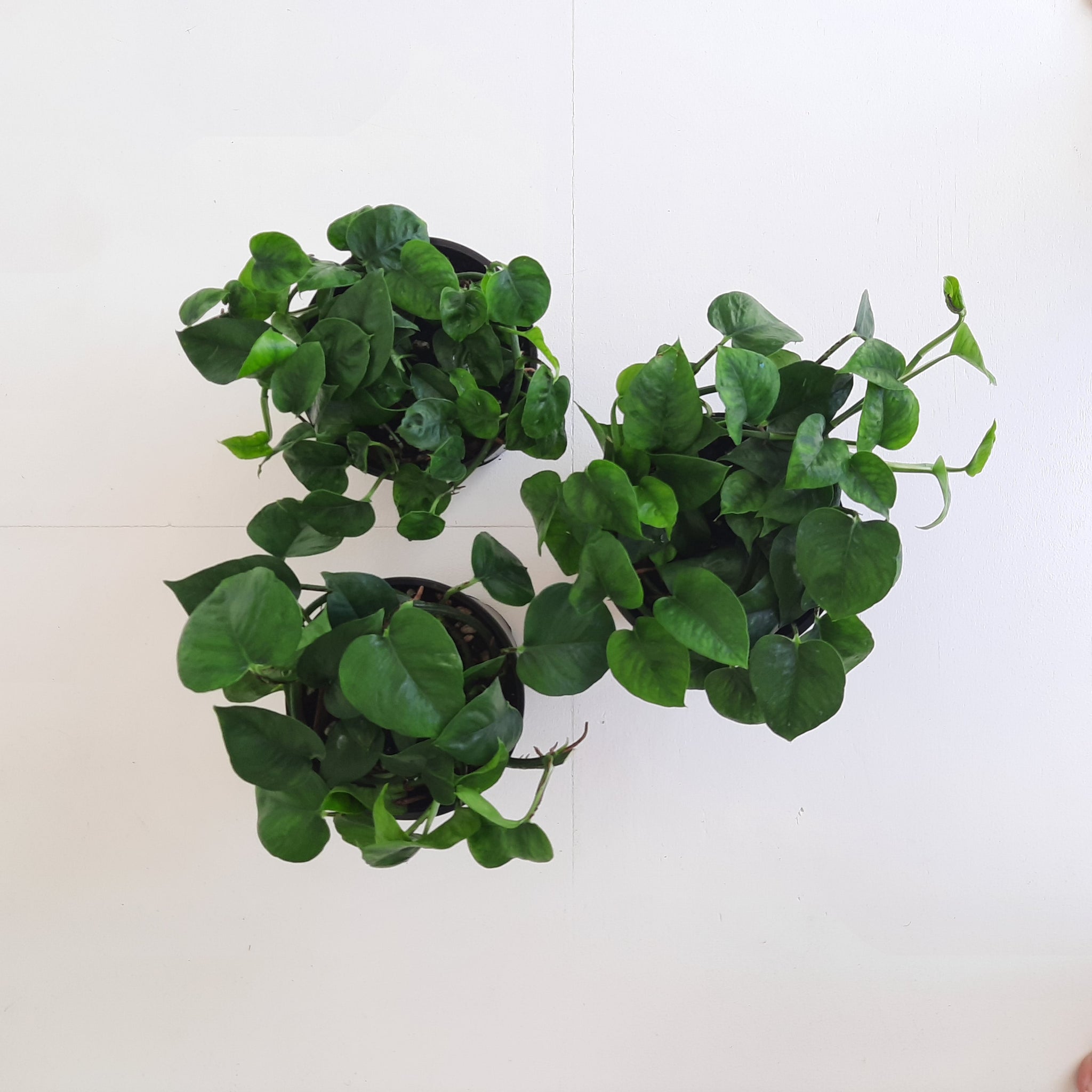 Scindapsus Epipremnum Jade Pothos