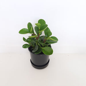 Peperomia Obtusifolia Green