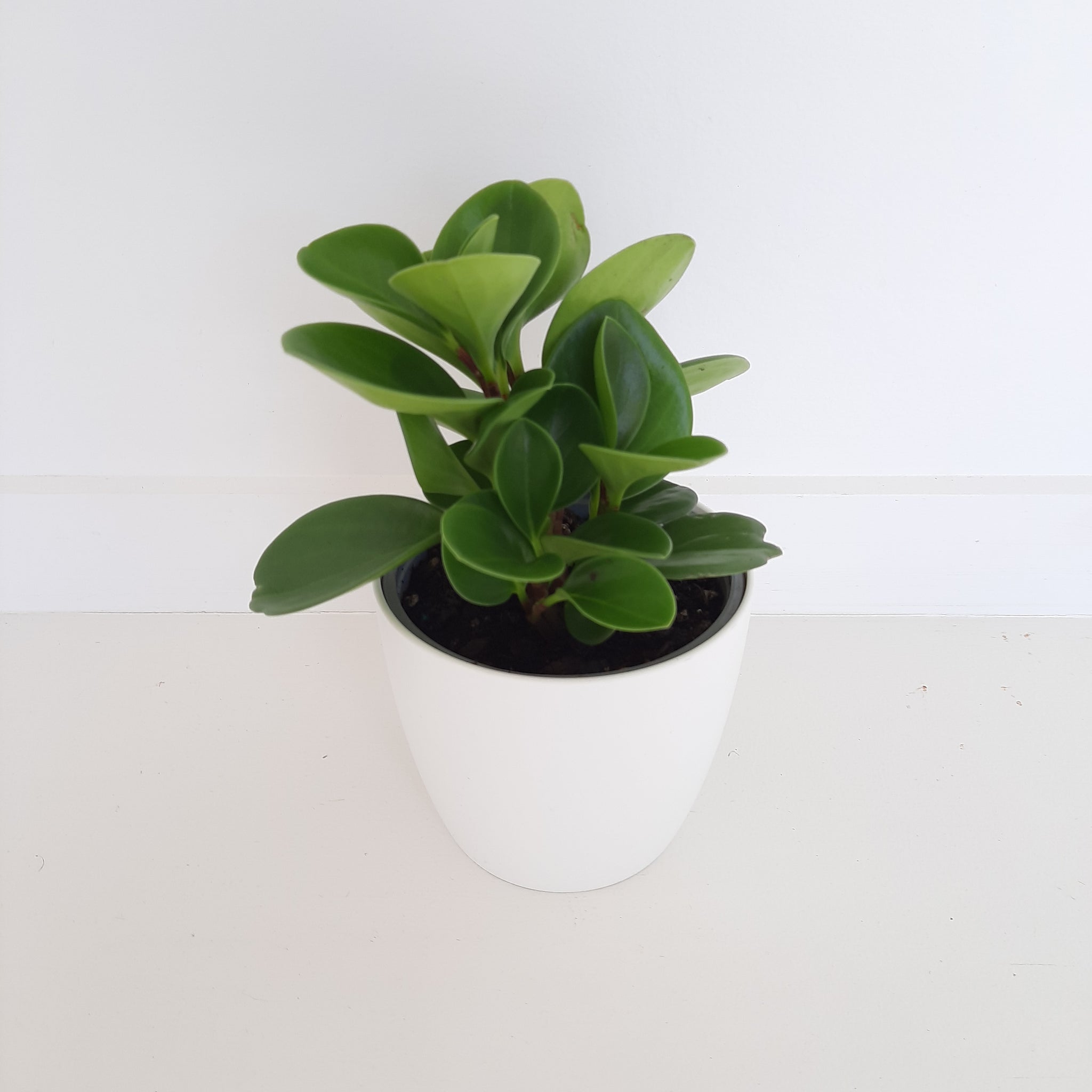 Peperomia Obtusifolia Green