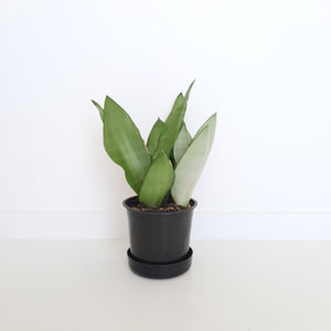 Sansevieria Moonshine / Snake Plant