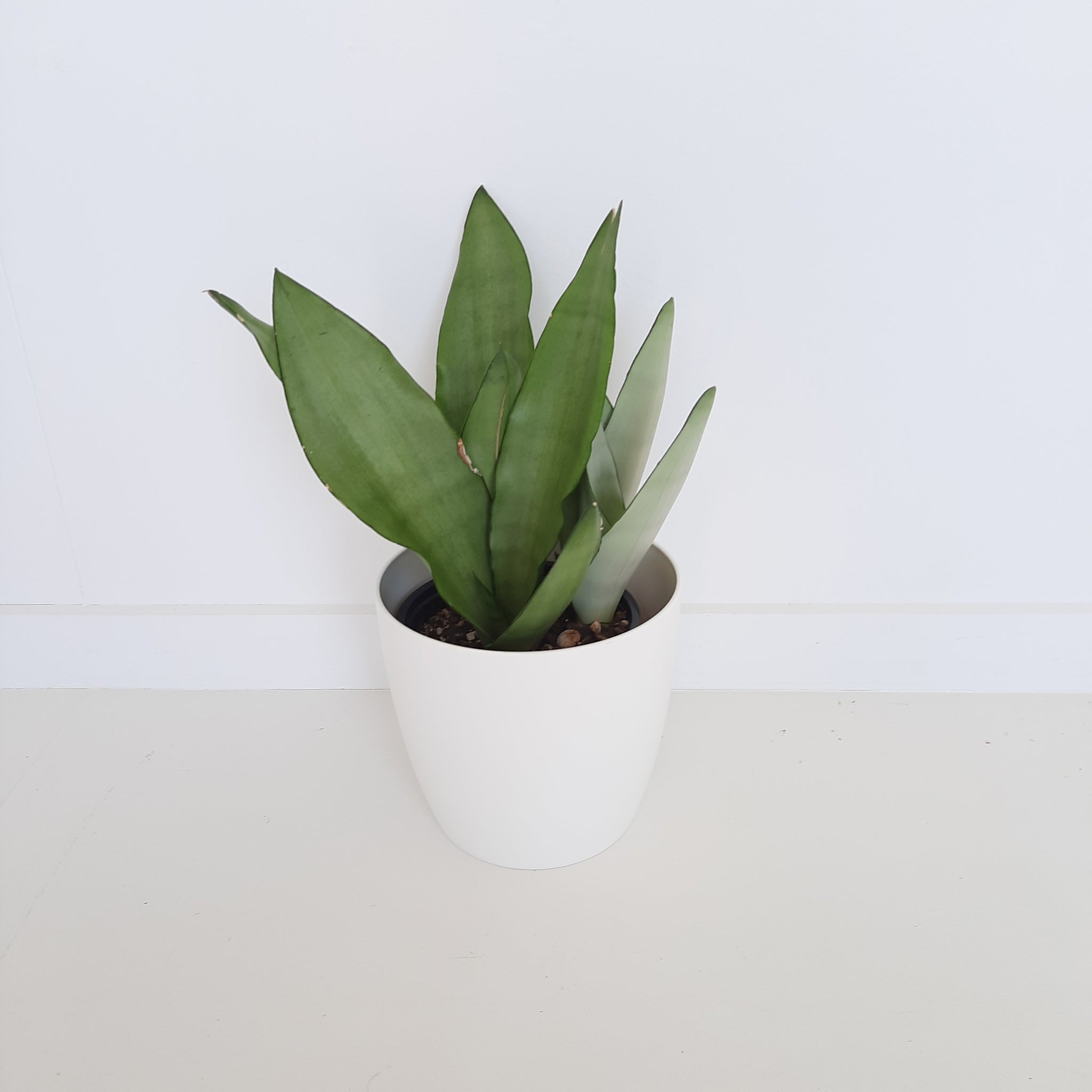 Sansevieria Moonshine / Snake Plant