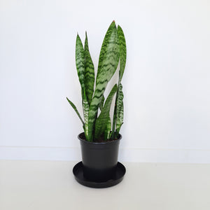 Sansevieria Trifasciata Black Coral / Snake Plant