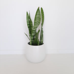 Sansevieria Trifasciata Black Coral / Snake Plant