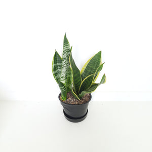 Sansevieria Superba Variegata / Snake Plant