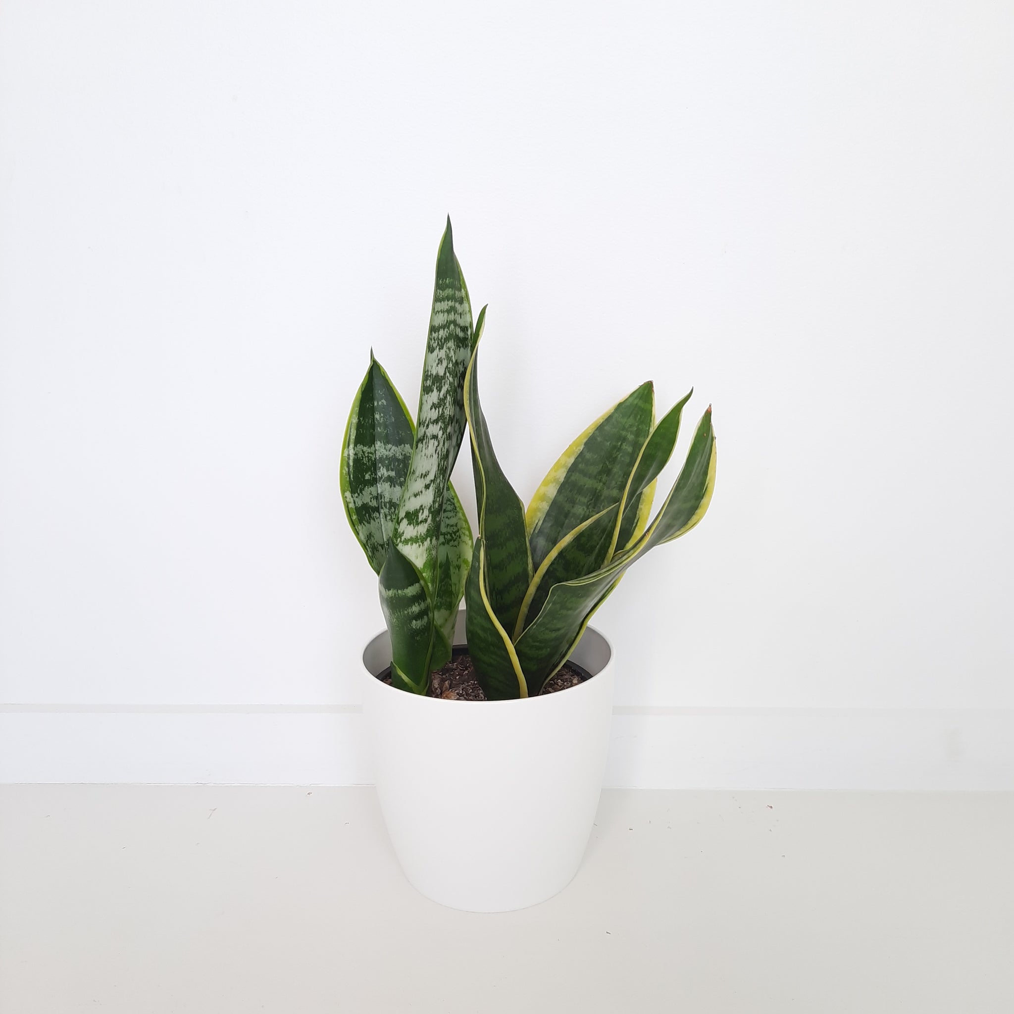 Sansevieria Superba Variegata / Snake Plant