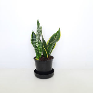 Sansevieria Superba Variegata / Snake Plant