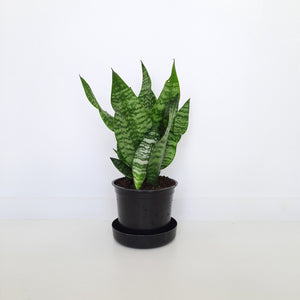 Sansevieria Futura Black Coral / Snake Plant