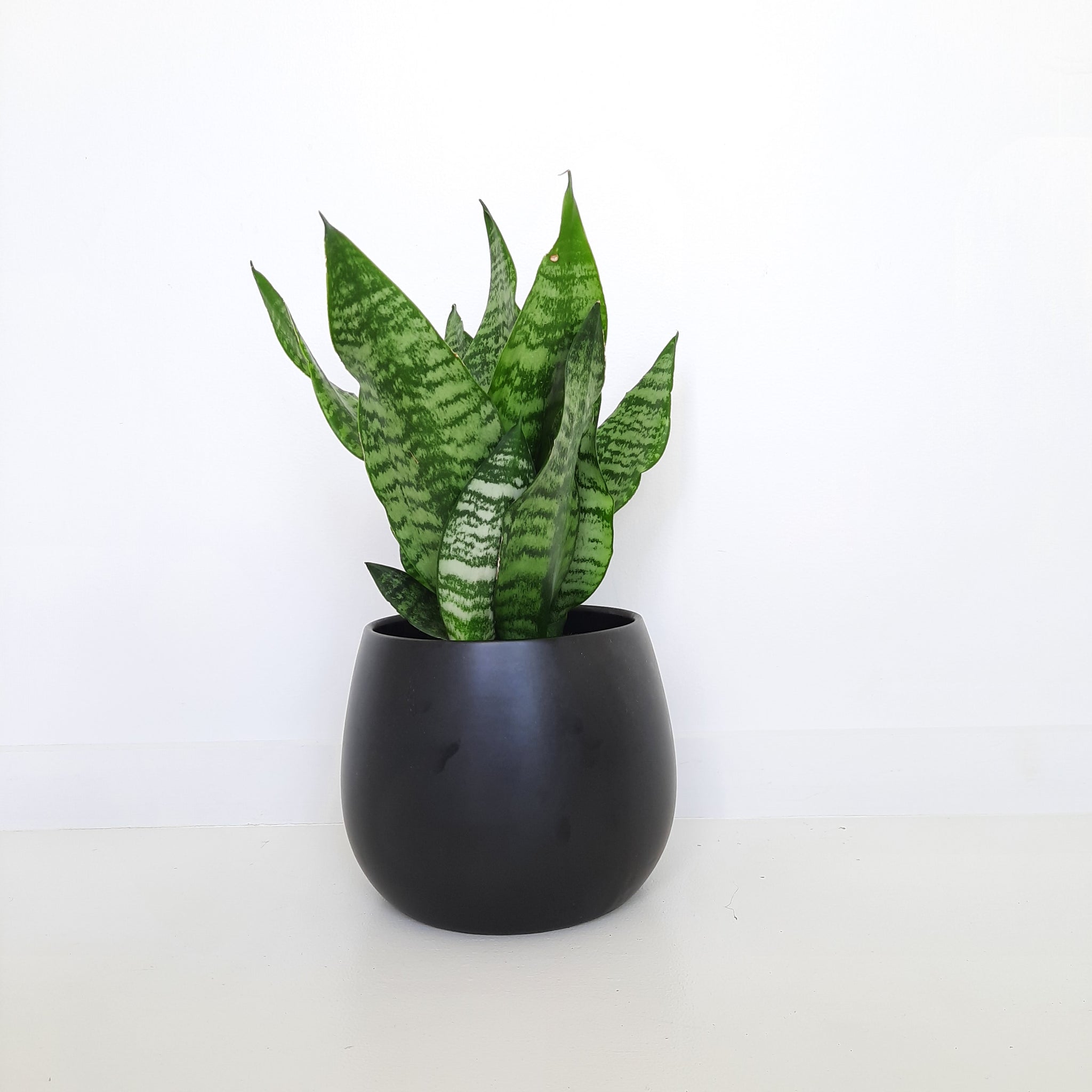 Sansevieria Futura Black Coral / Snake Plant