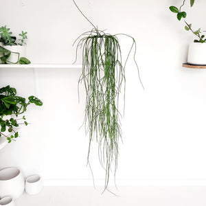 Rhipsalis Baccifera / Spaghetti