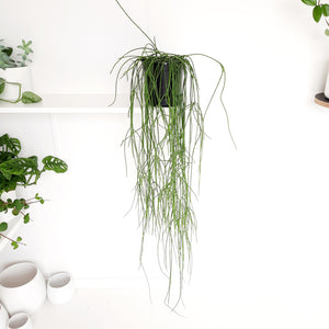 Rhipsalis Baccifera / Spaghetti