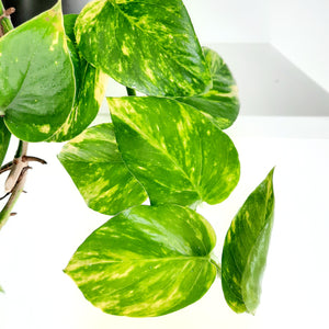 Scindapsus Epipremnum Aureus / Golden Pothos