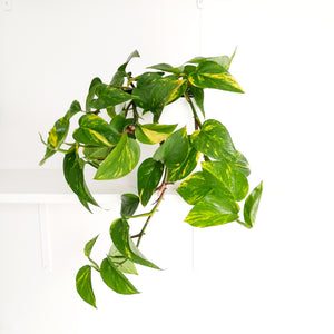 Scindapsus Epipremnum Aureus / Golden Pothos