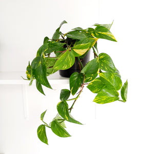 Scindapsus Epipremnum Aureus / Golden Pothos