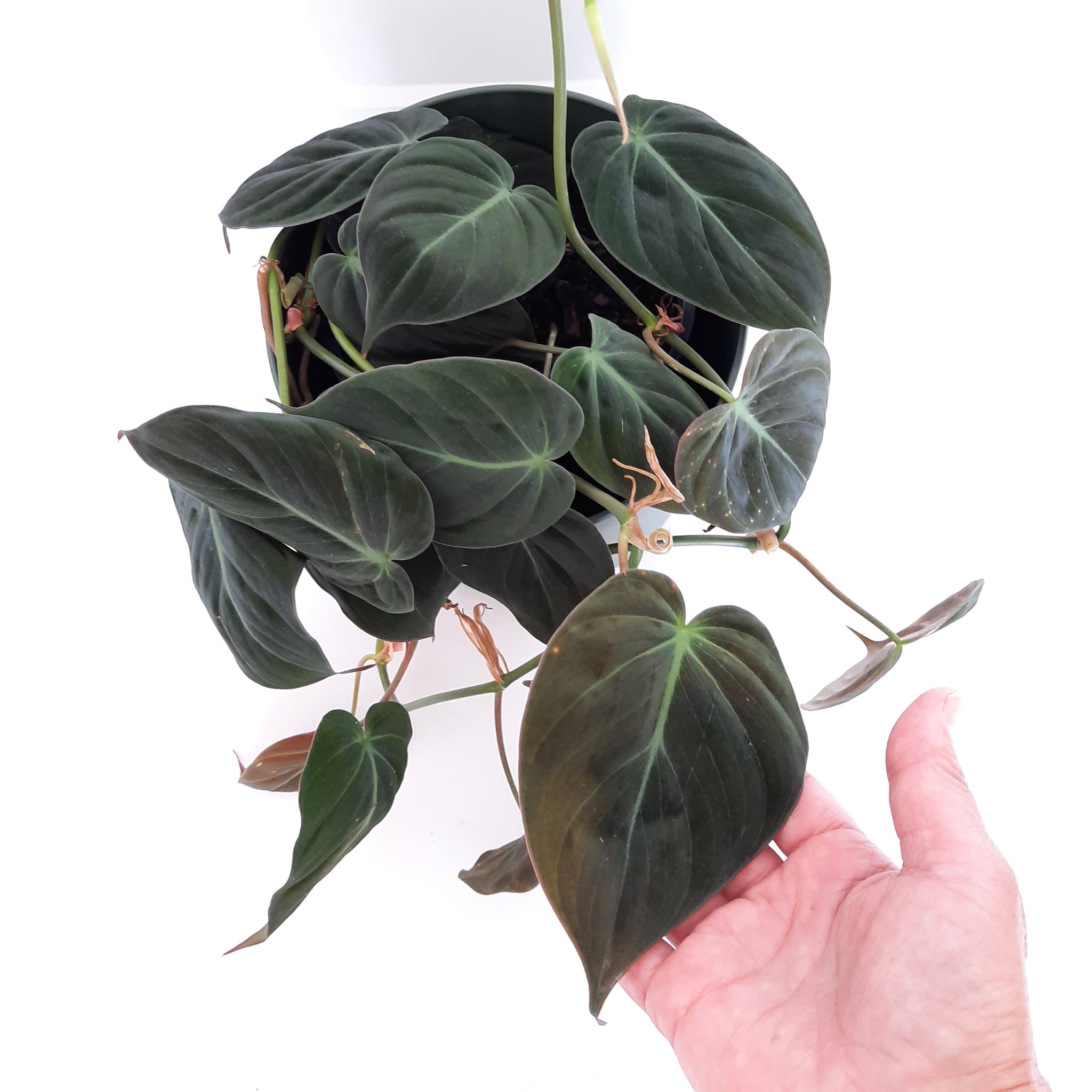 Philodendron Micans