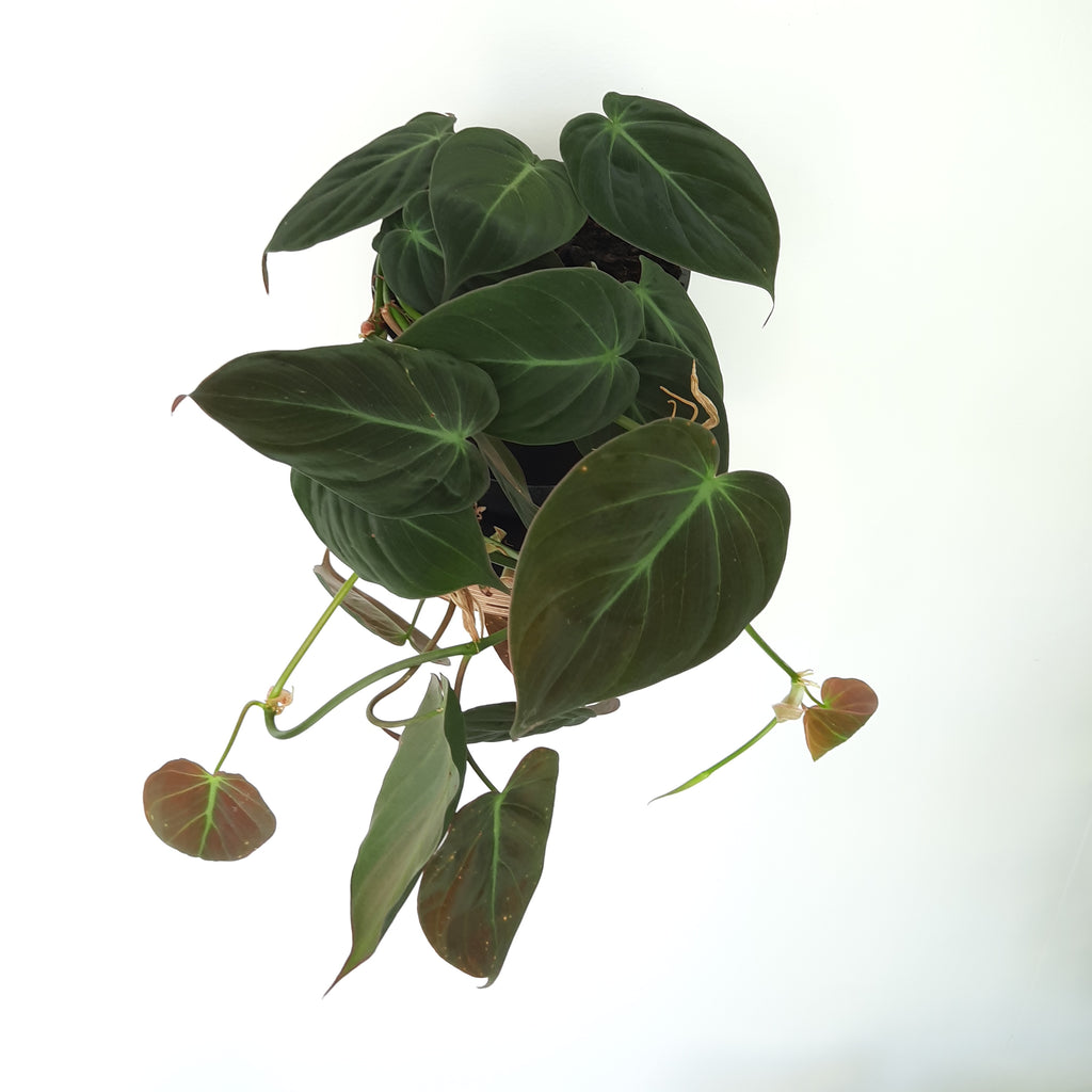 Philodendron Micans